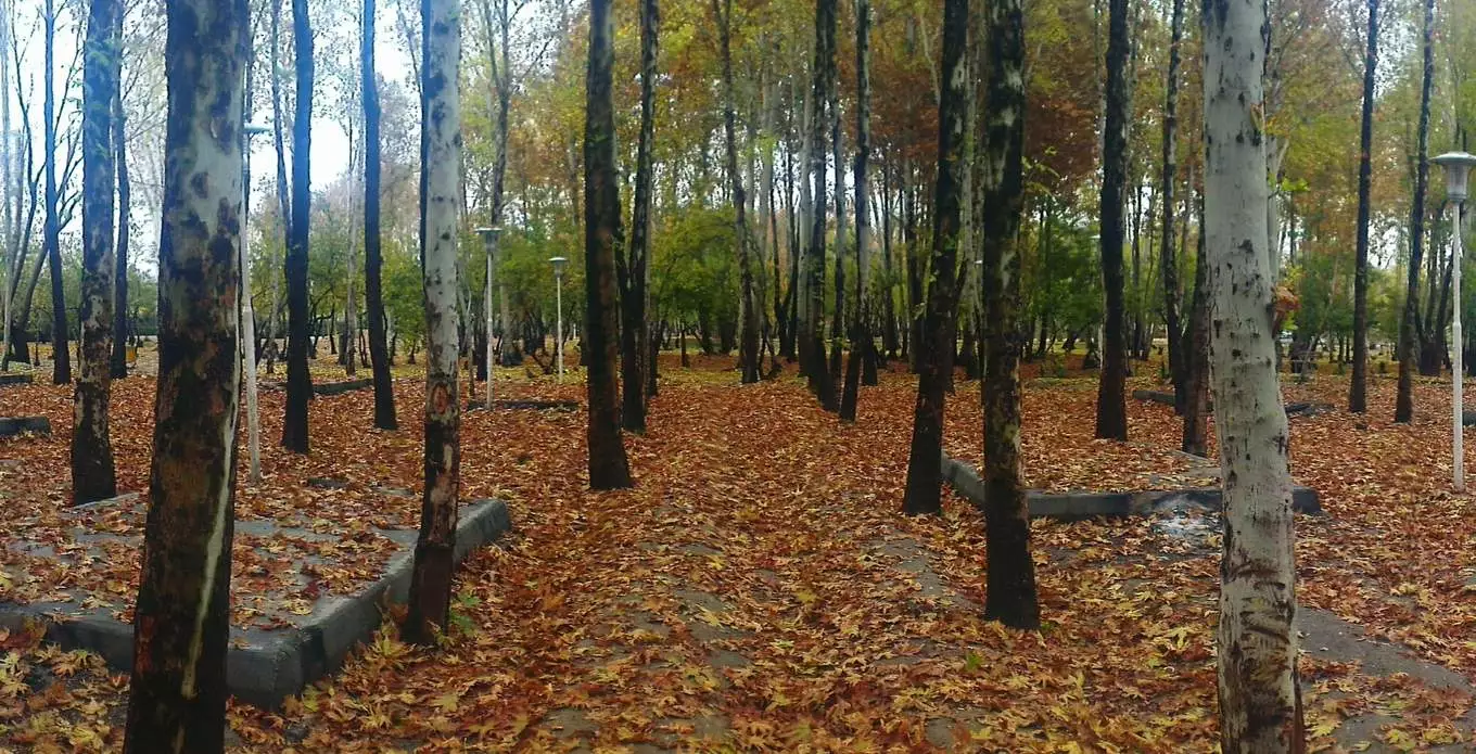 عکس منطقه جنگلی ناژوان