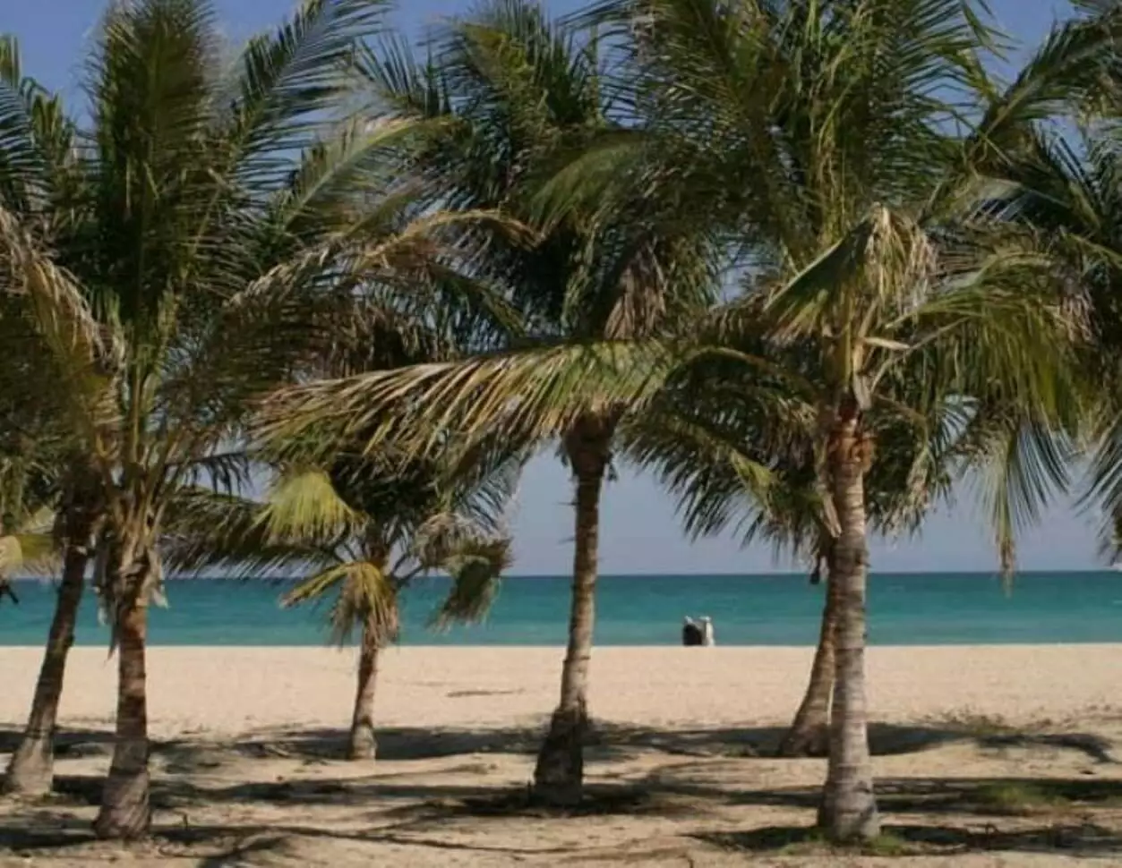 عکس ساحل درختان نارگیل