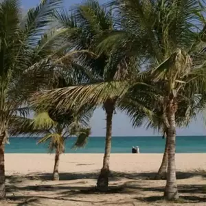 ساحل درختان نارگیل