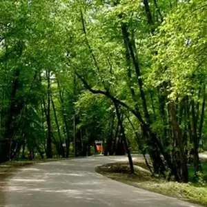 پارک جنگلی سوهانک