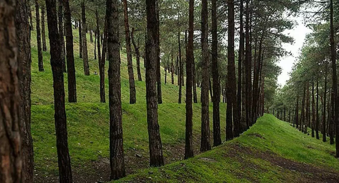 عکس پارک جنگلی سوهانک