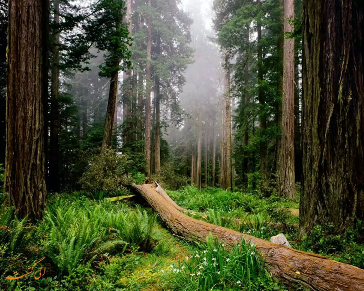 عکس جنگل‌های دالخانی