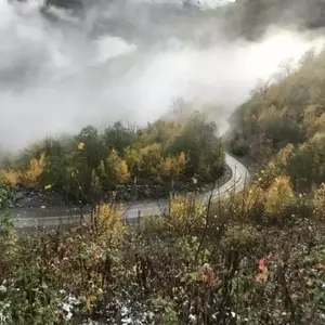 جنگل توسکستان